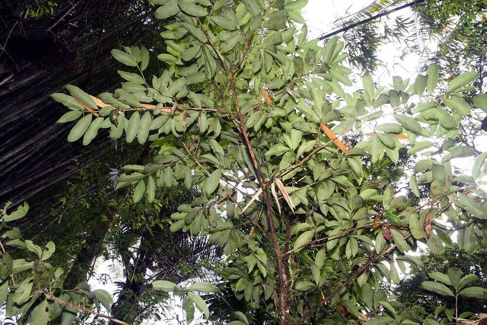 Imagem de Erythroxylum macrophyllum Cav.