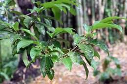 Imagem de Erythroxylum macrophyllum Cav.