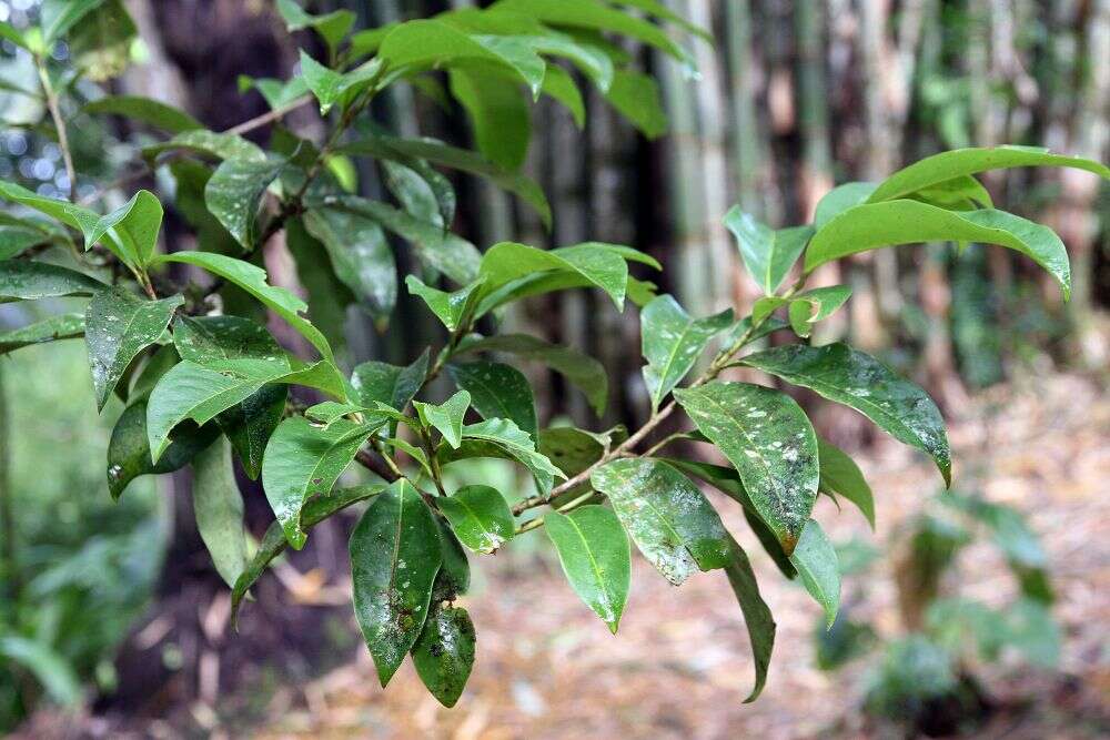 Imagem de Erythroxylum macrophyllum Cav.