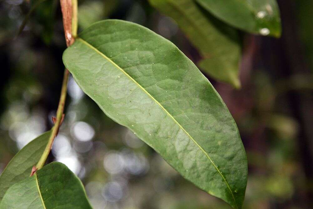 Imagem de Erythroxylum macrophyllum Cav.