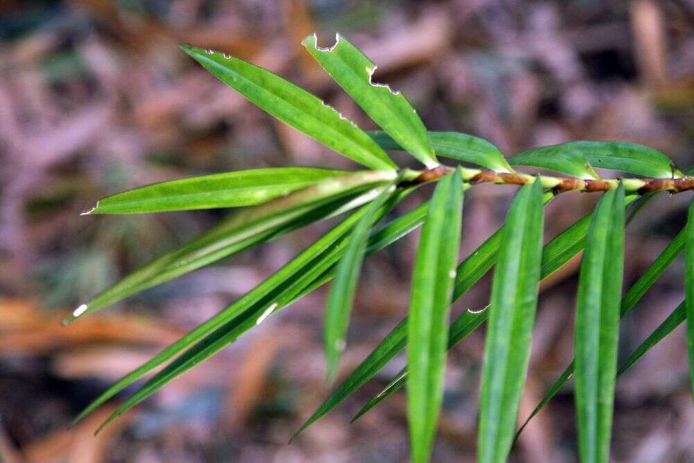 Image of Bambusa ventricosa McClure