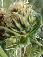 Cirsium clavatum var. americanum (A. Gray) D. J. Keil resmi