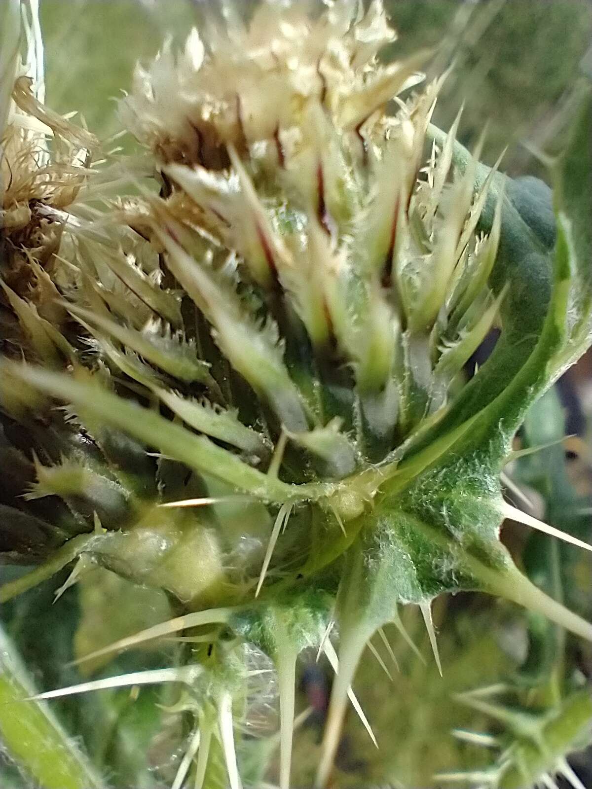 Plancia ëd Cirsium clavatum var. americanum (A. Gray) D. J. Keil