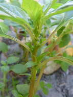 Image of Mediterranean Amaranth