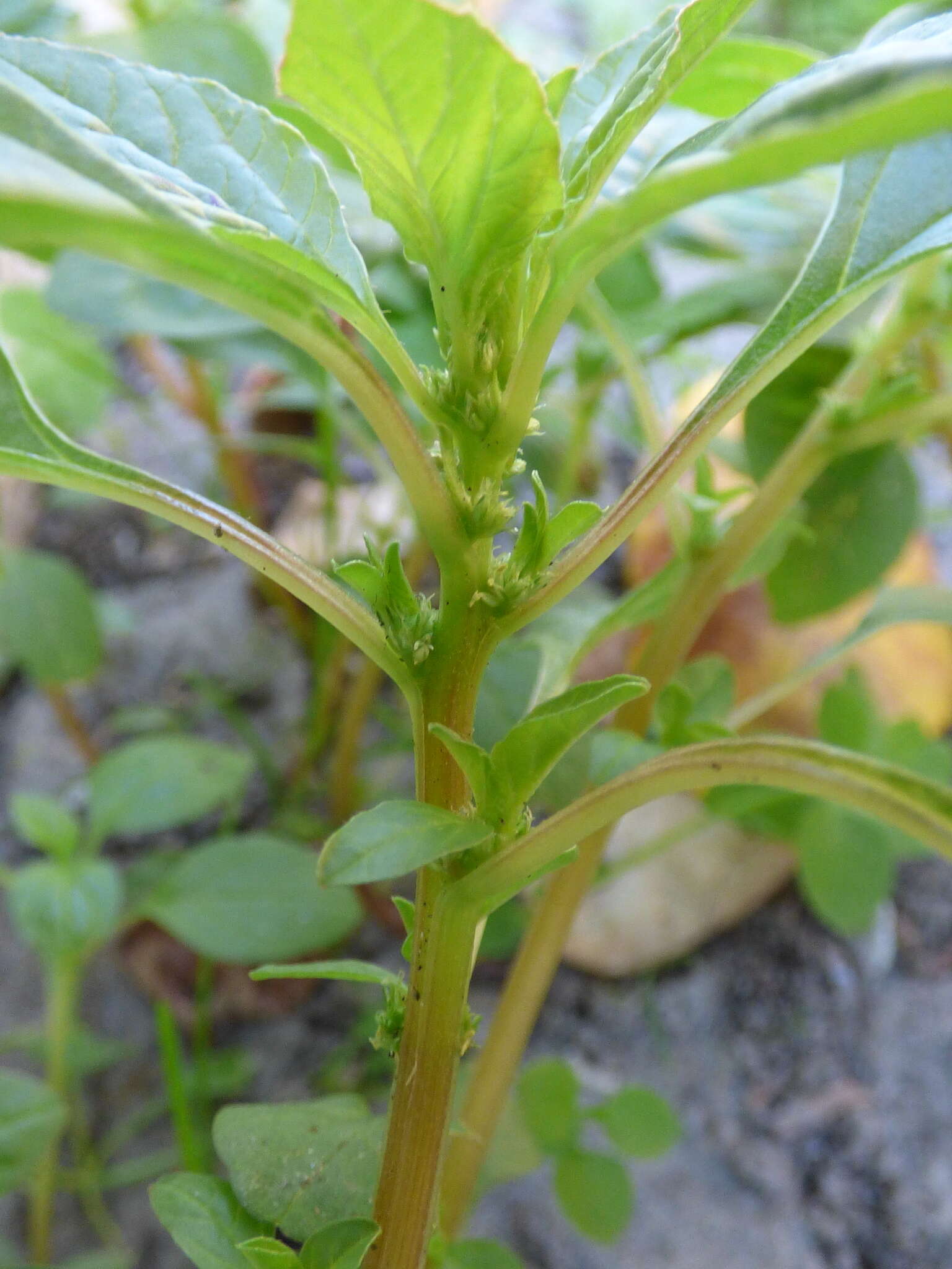 Image of Mediterranean Amaranth