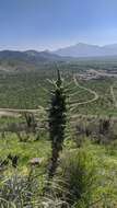 Puya alpestris subsp. zoellneri Zizka, J. V. Schneid. & Novoa的圖片