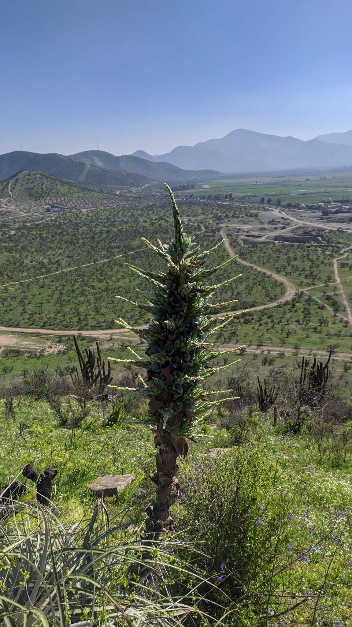 Puya alpestris subsp. zoellneri Zizka, J. V. Schneid. & Novoa的圖片