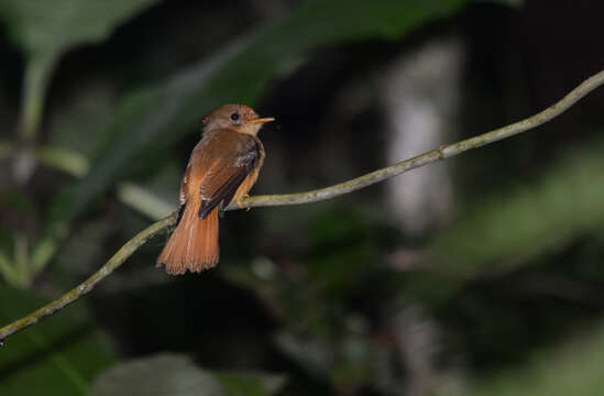 Sivun <i>Onychorhynchus coronatus swainsoni</i> kuva