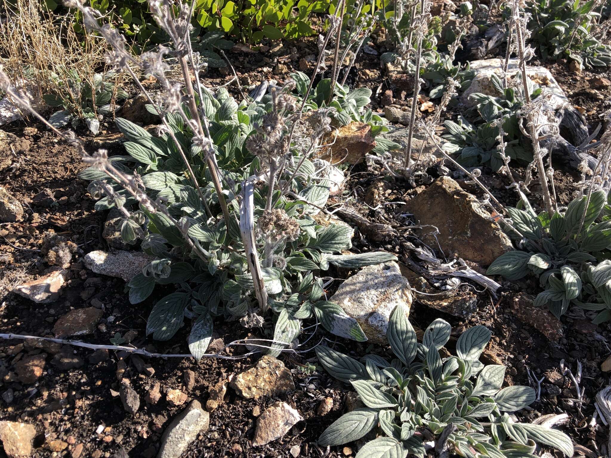 Image of Variable-Leaf Scorpion-Weed