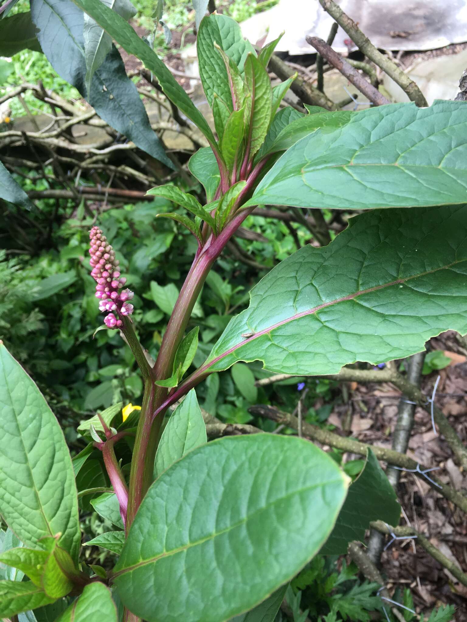 Image of southern pokeweed