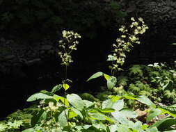 Image of California spikenard