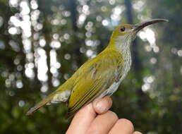 Image of Bornean Spiderhunter