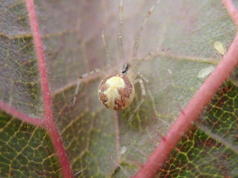 Image of Theridion varians Hahn 1833