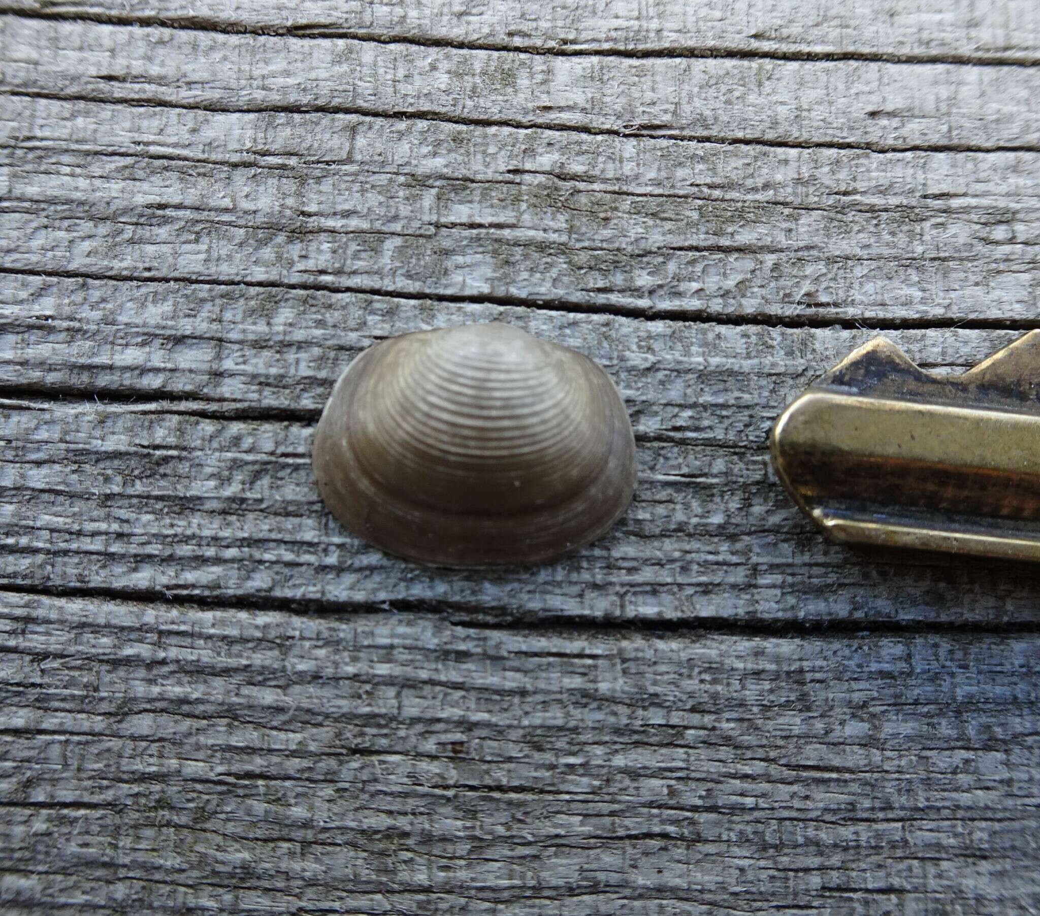 Image of Grooved Fingernail Clam