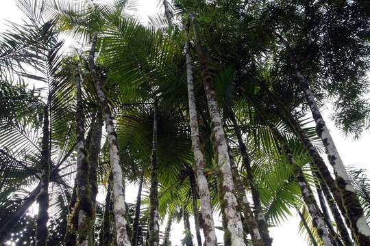 Image of Dypsis madagascariensis (Becc.) Beentje & J. Dransf.