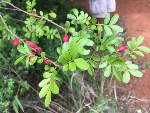 Image of Doratoxylon chouxii Capuron