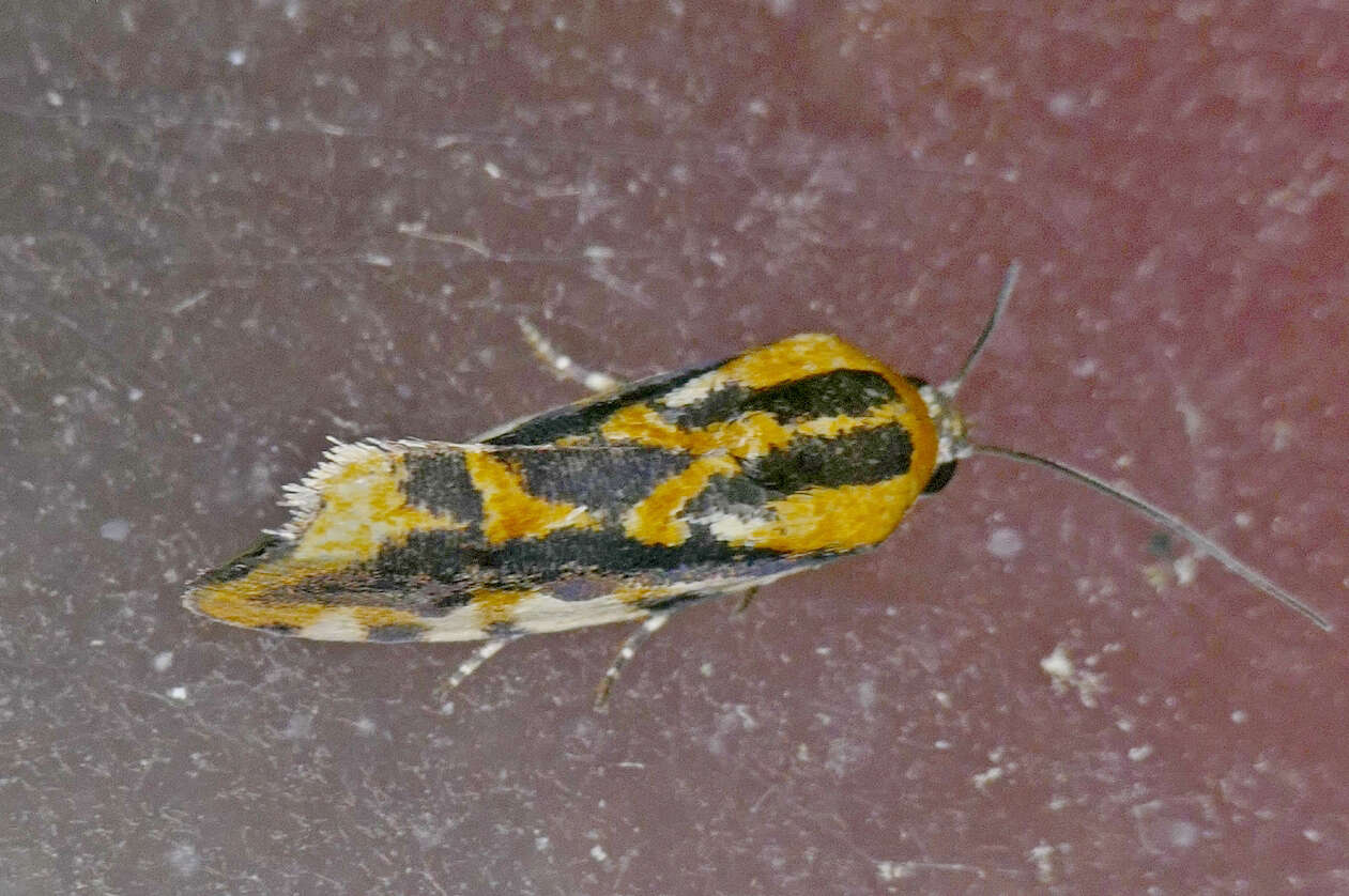 Image of Common Spragueia