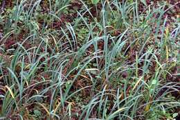 Tulbaghia violacea Harv. resmi