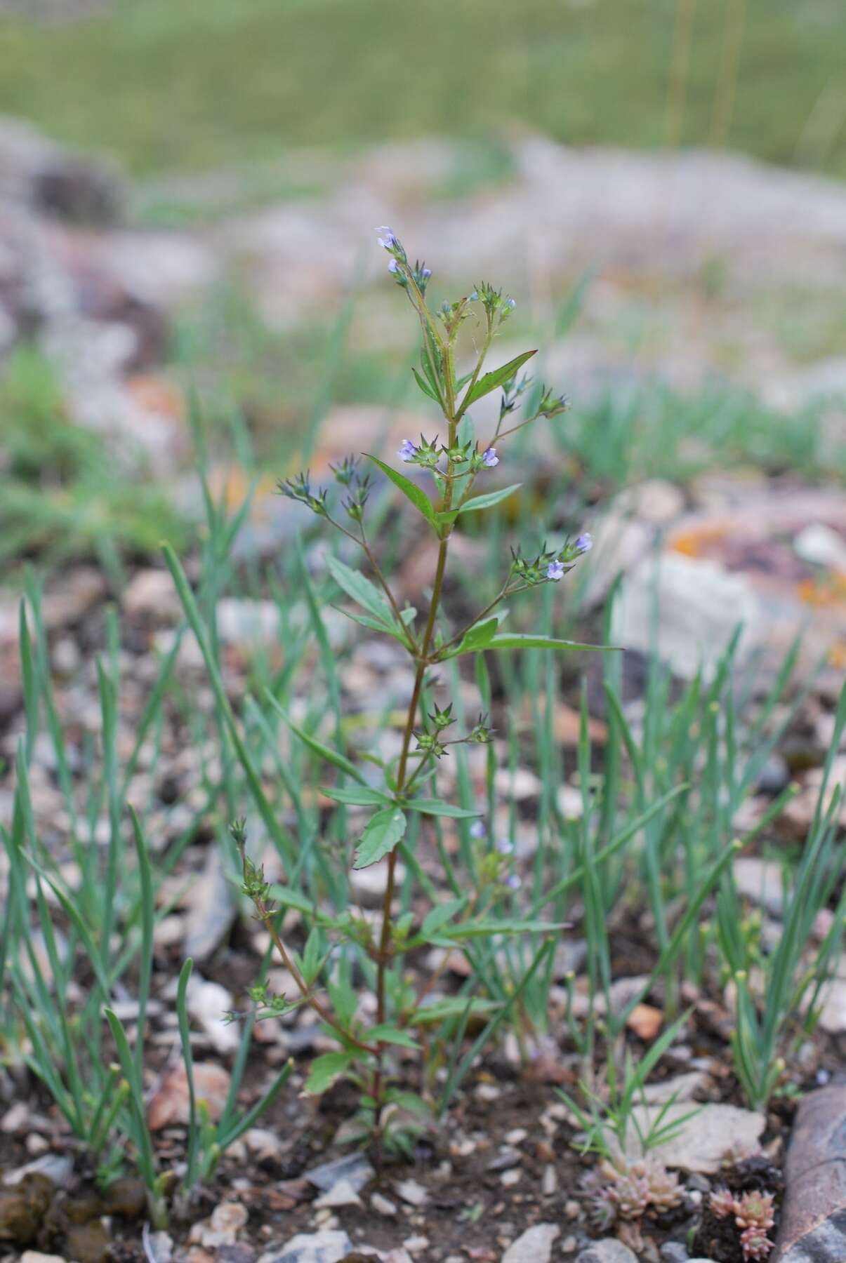 Image of Amethystea caerulea L.