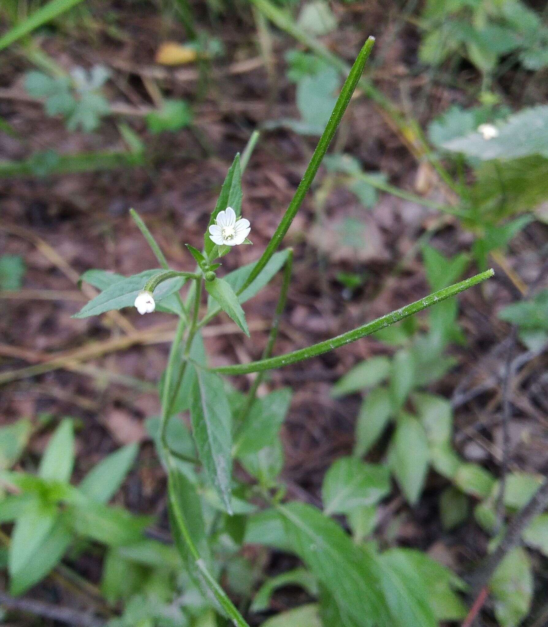 Imagem de Epilobium pseudorubescens A. K. Skvortsov