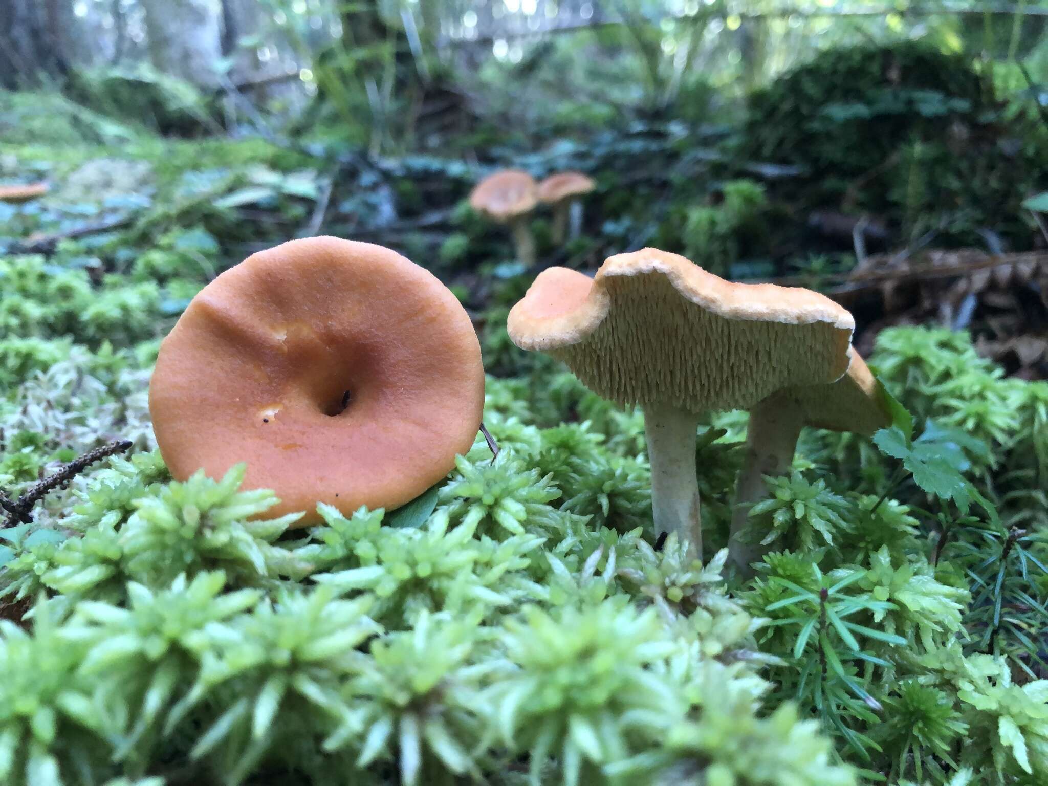 Image of Hydnum umbilicatum Peck 1902