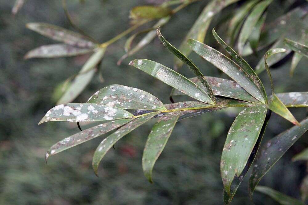 Image of Bamboo Cycad