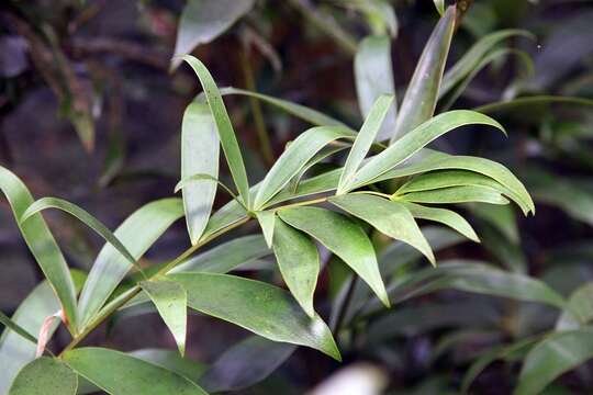 Image of Bamboo Cycad