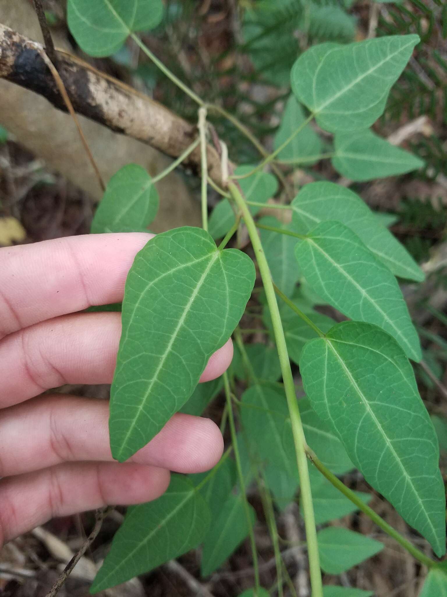 Слика од Ipomoea microdactyla Griseb.