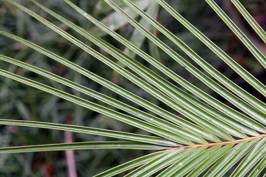 Image of Cycad