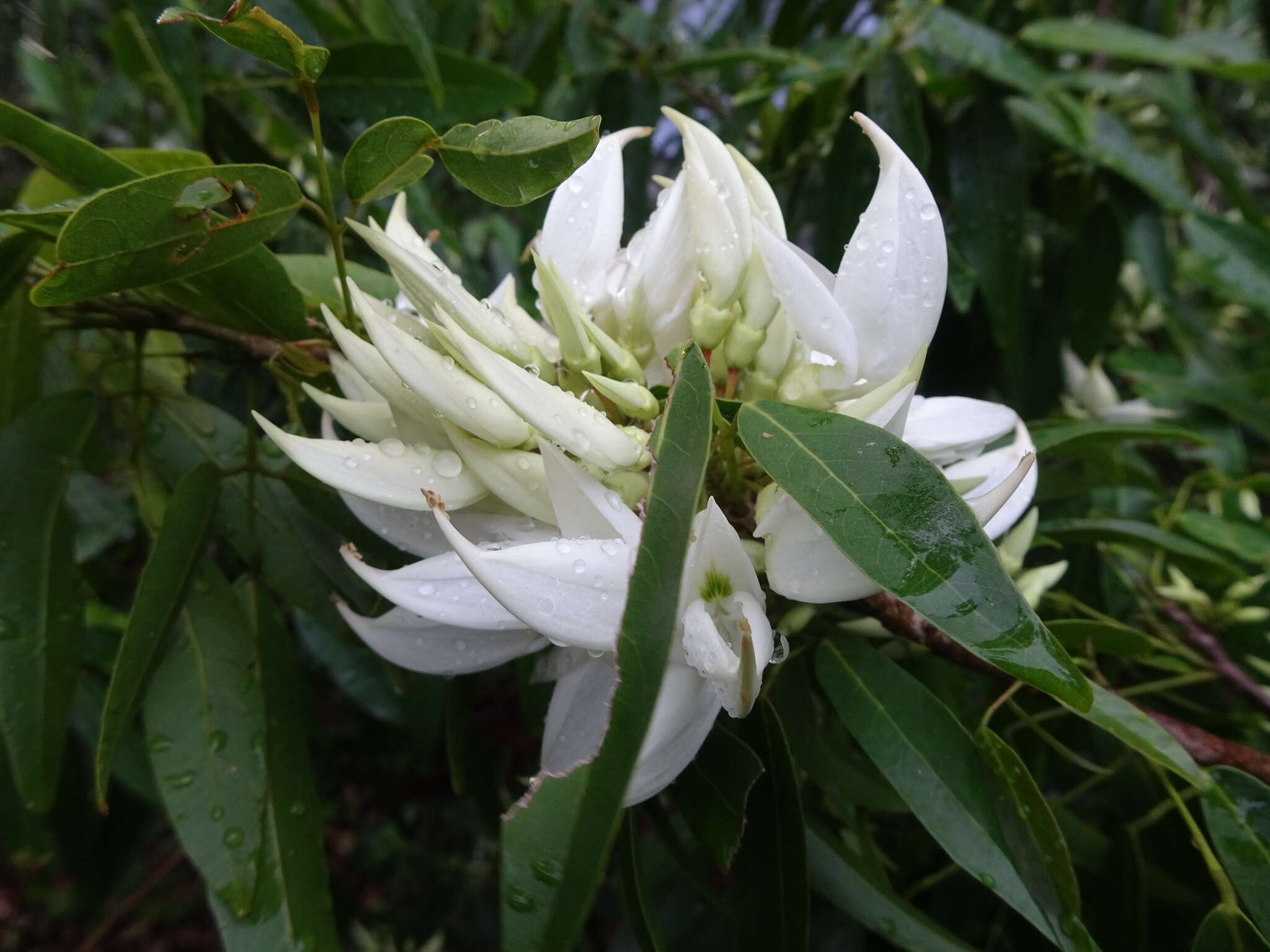 Sivun <i>Arthroclianthus angustifolius</i> kuva