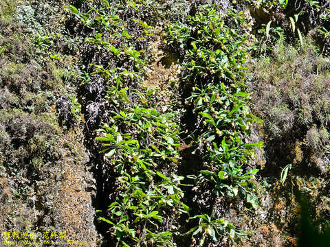 Image of Bell-Shaped Pitcher-Plant