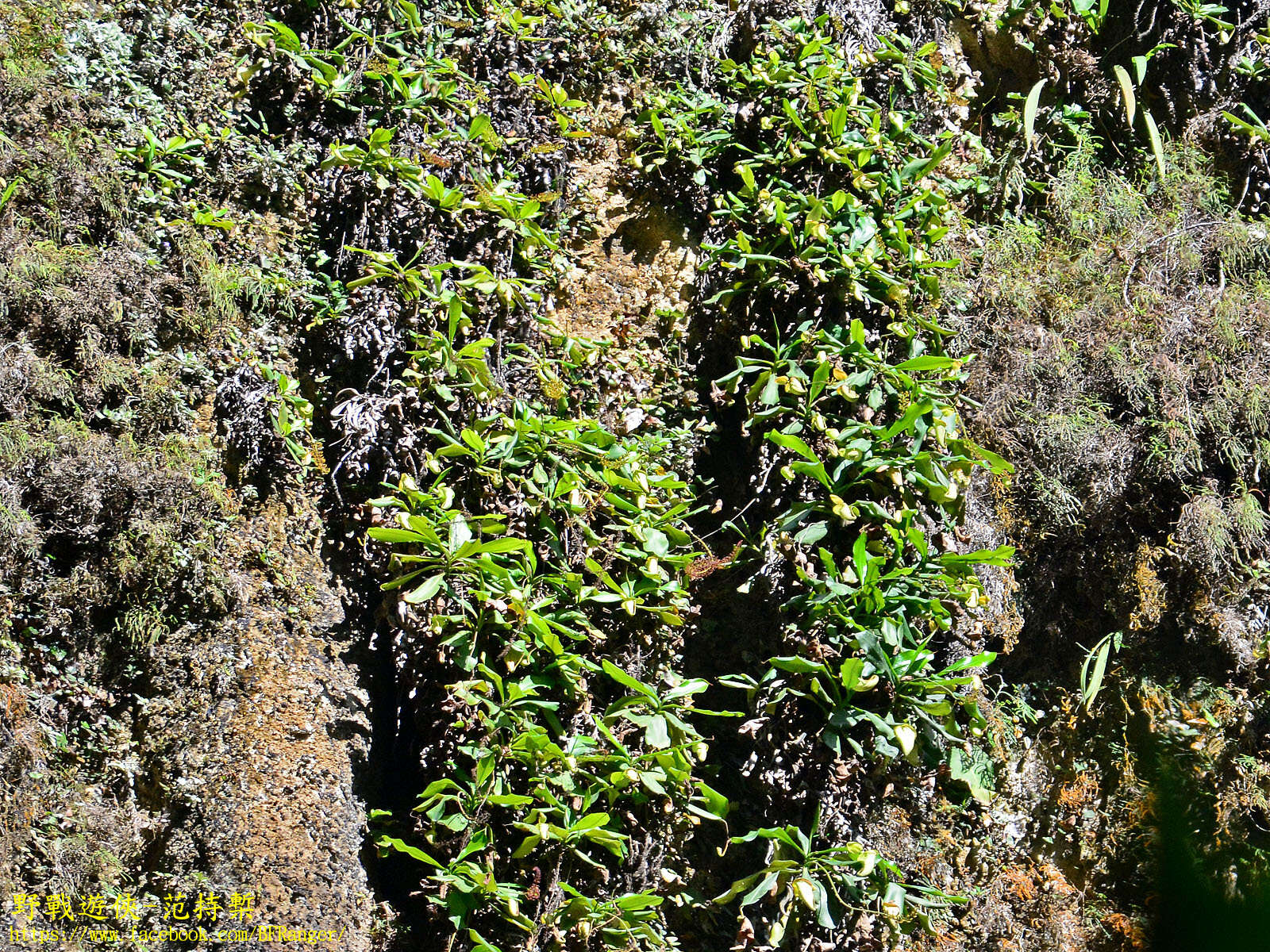 Image of Bell-Shaped Pitcher-Plant