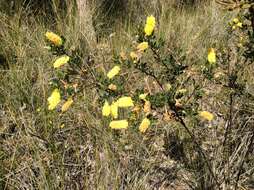 Imagem de Acacia drummondii Lindl.