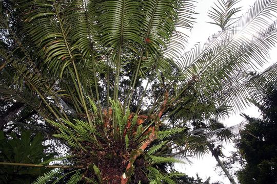 Image of Natal Grass Cycad