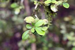 Image of orange jasmine