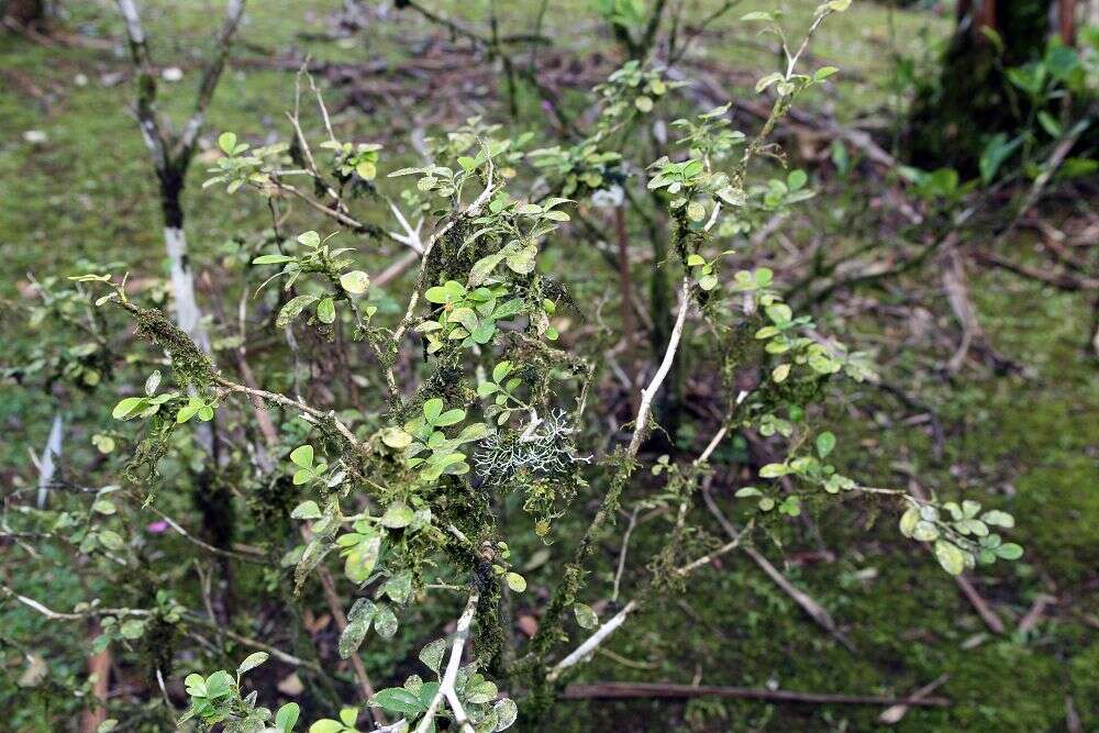 Image of orange jasmine