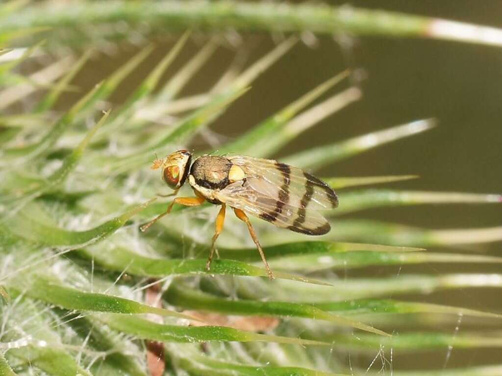 Image of Urophora stylata (Fabricius 1775)