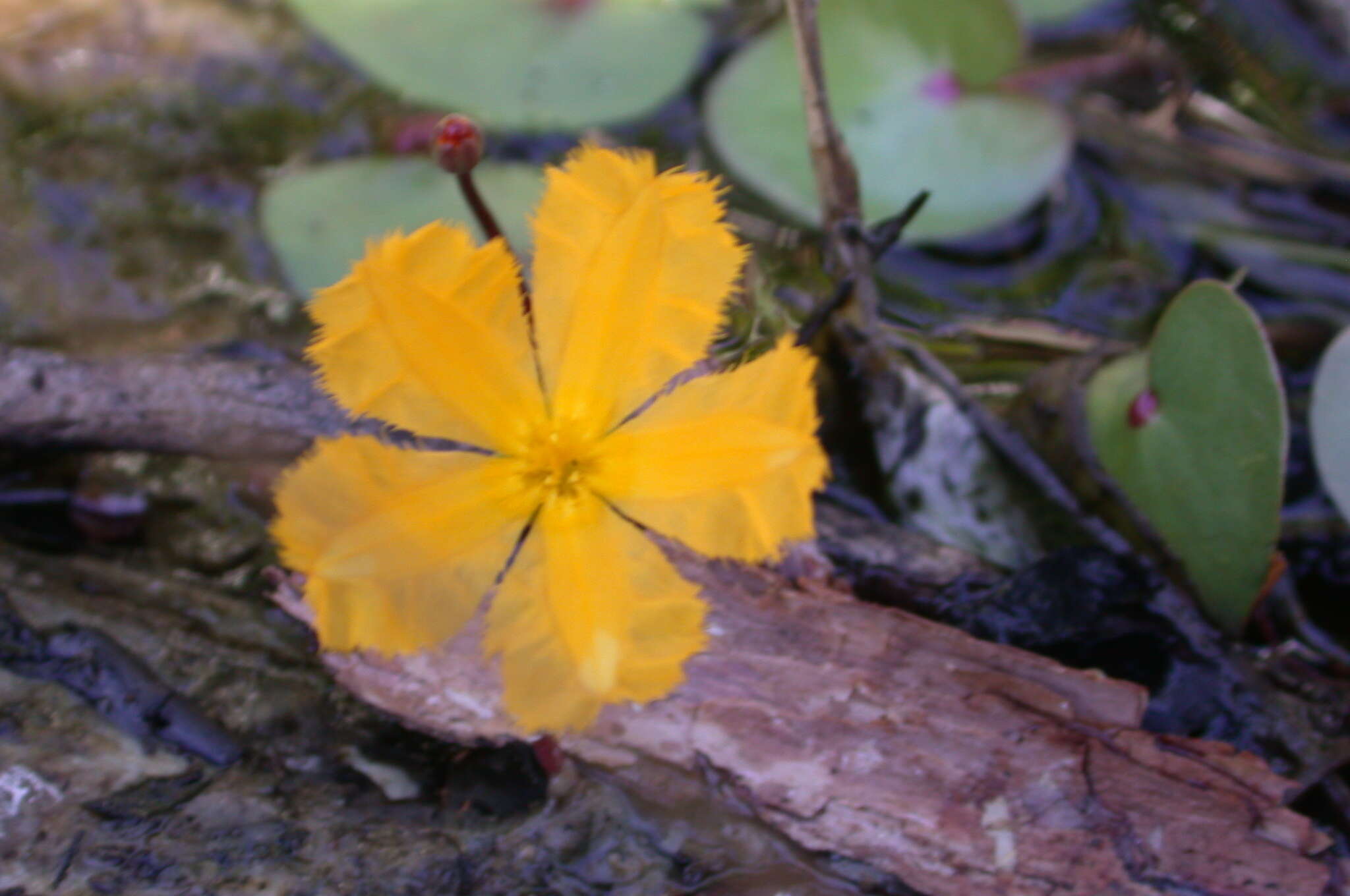 Слика од Nymphoides aurantiaca (Dalz.) Kuntze