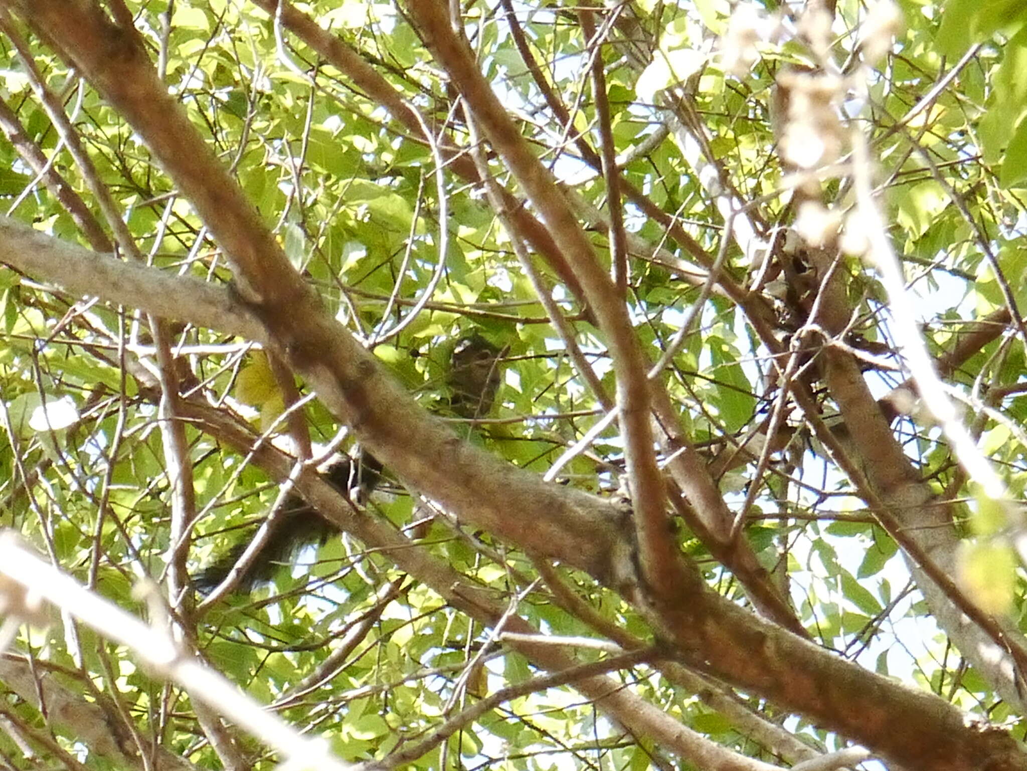 Image of Collie's Squirrel