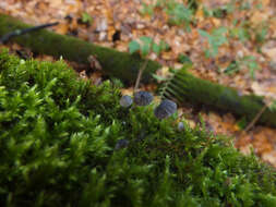 Image of Mycena pseudocorticola Kühner 1938