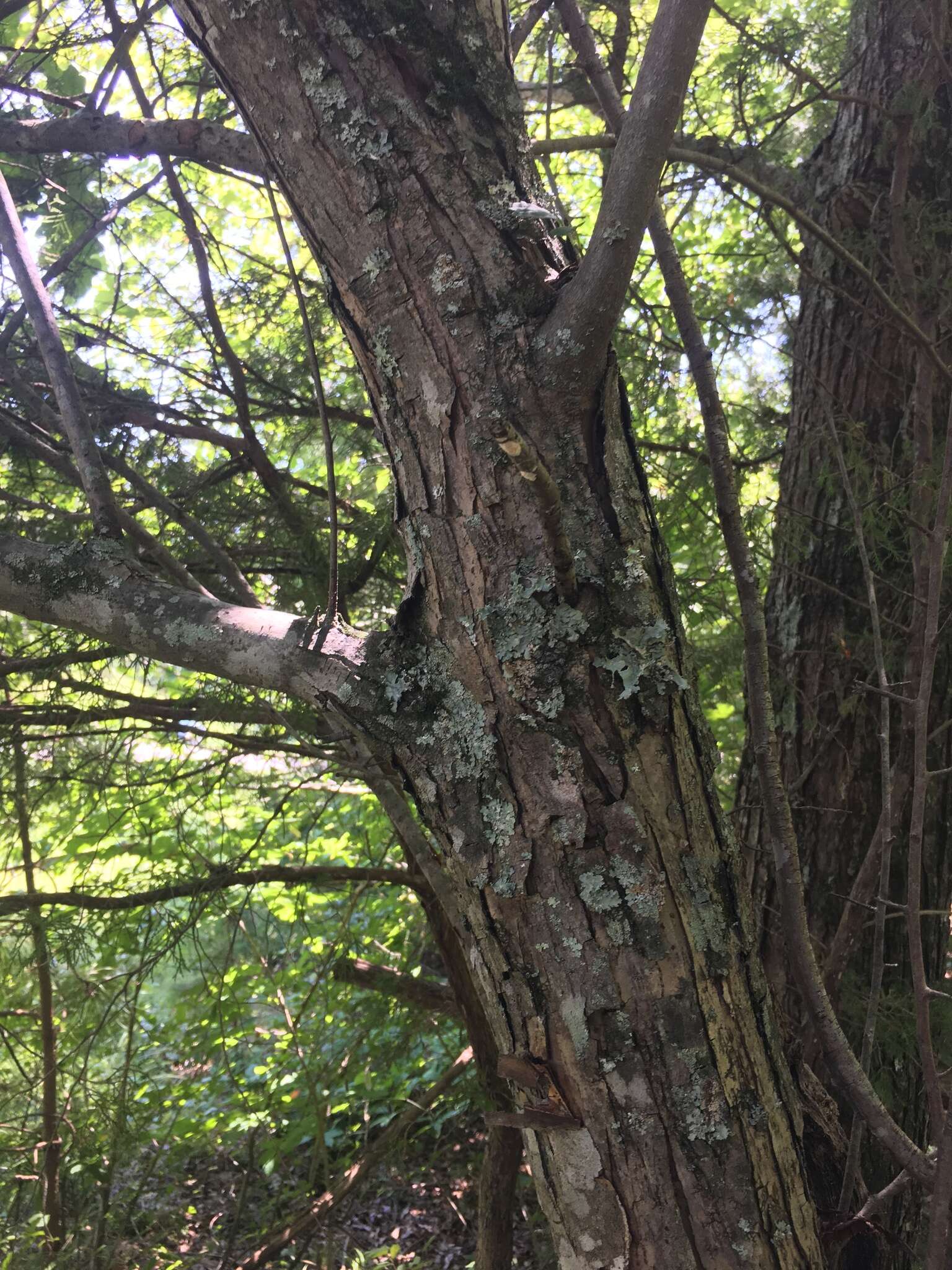 Image of sweet crab apple