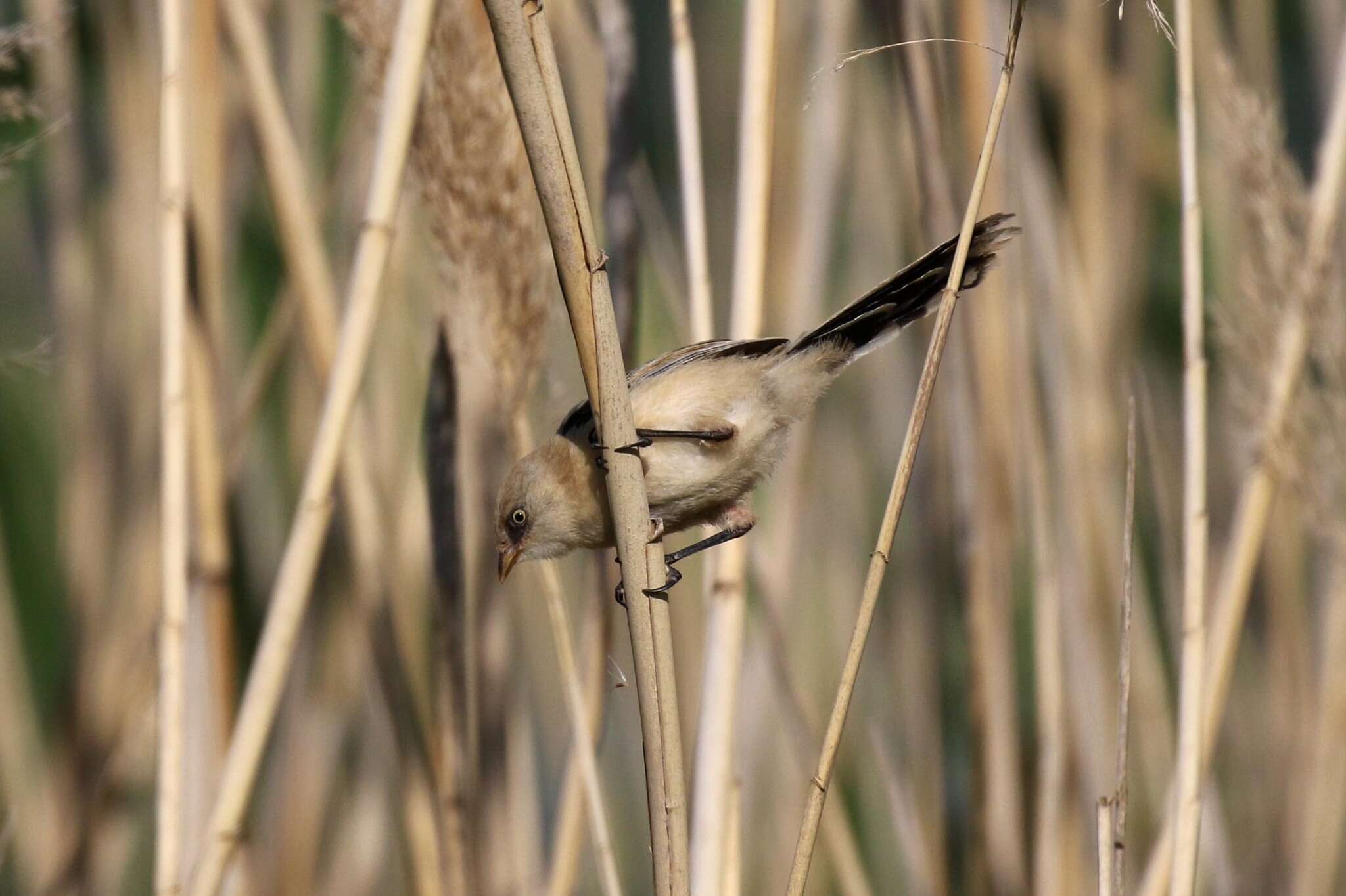 Sivun Panuridae kuva