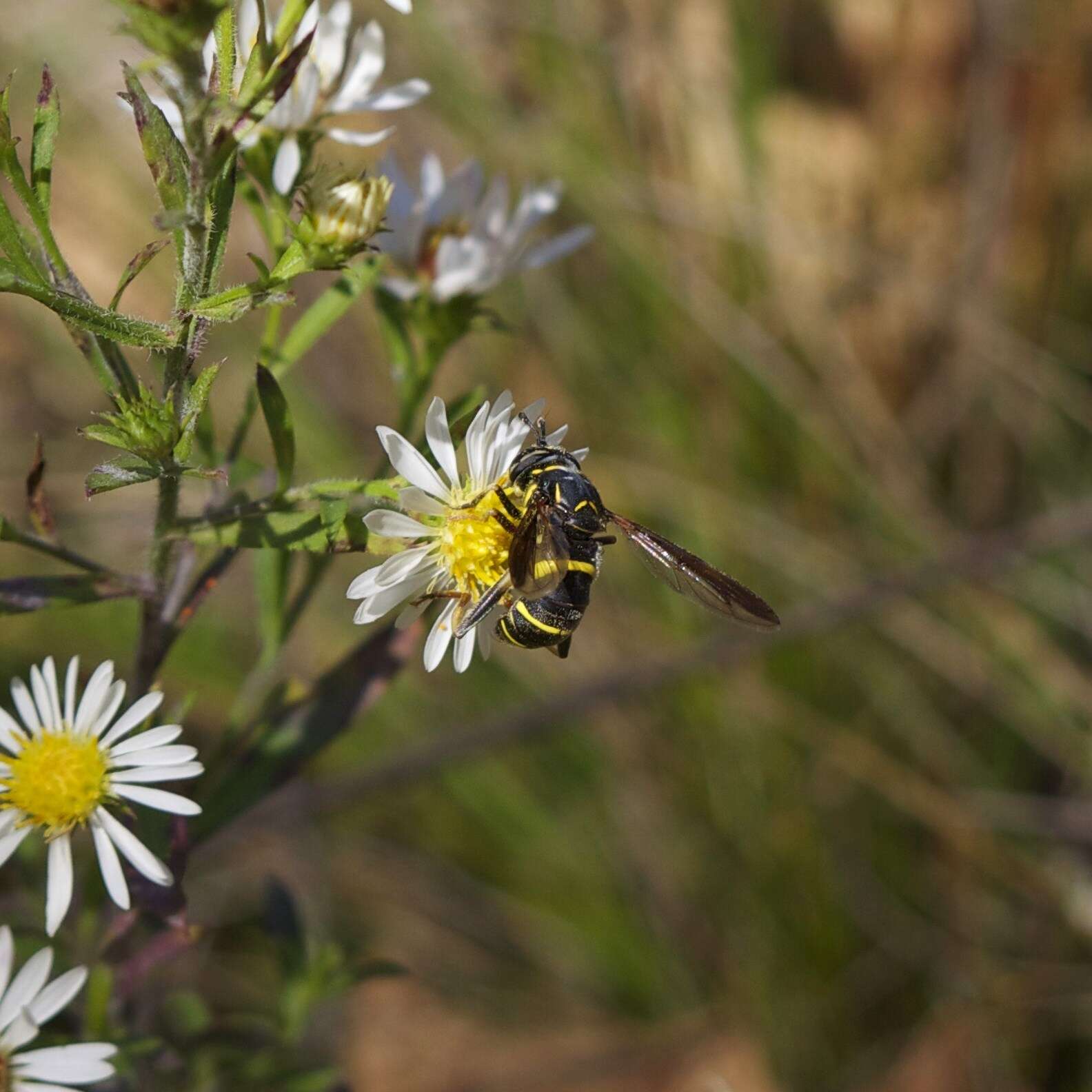 Image of Spilomyia sayi (Goot 1964)