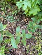 Eupatorium sullivaniae E. E. Schill.的圖片