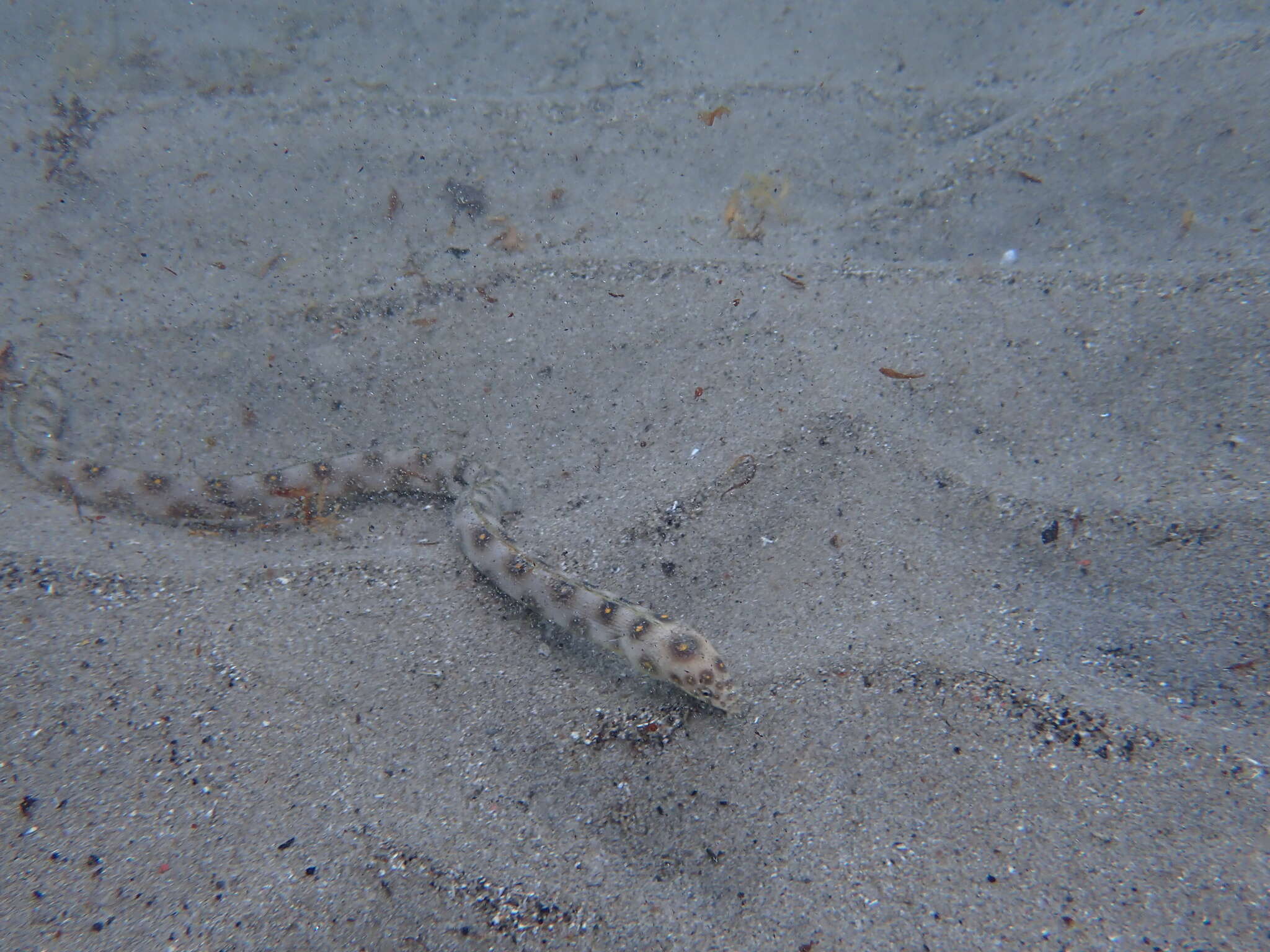 Image of Dark-spotted Snake Eel