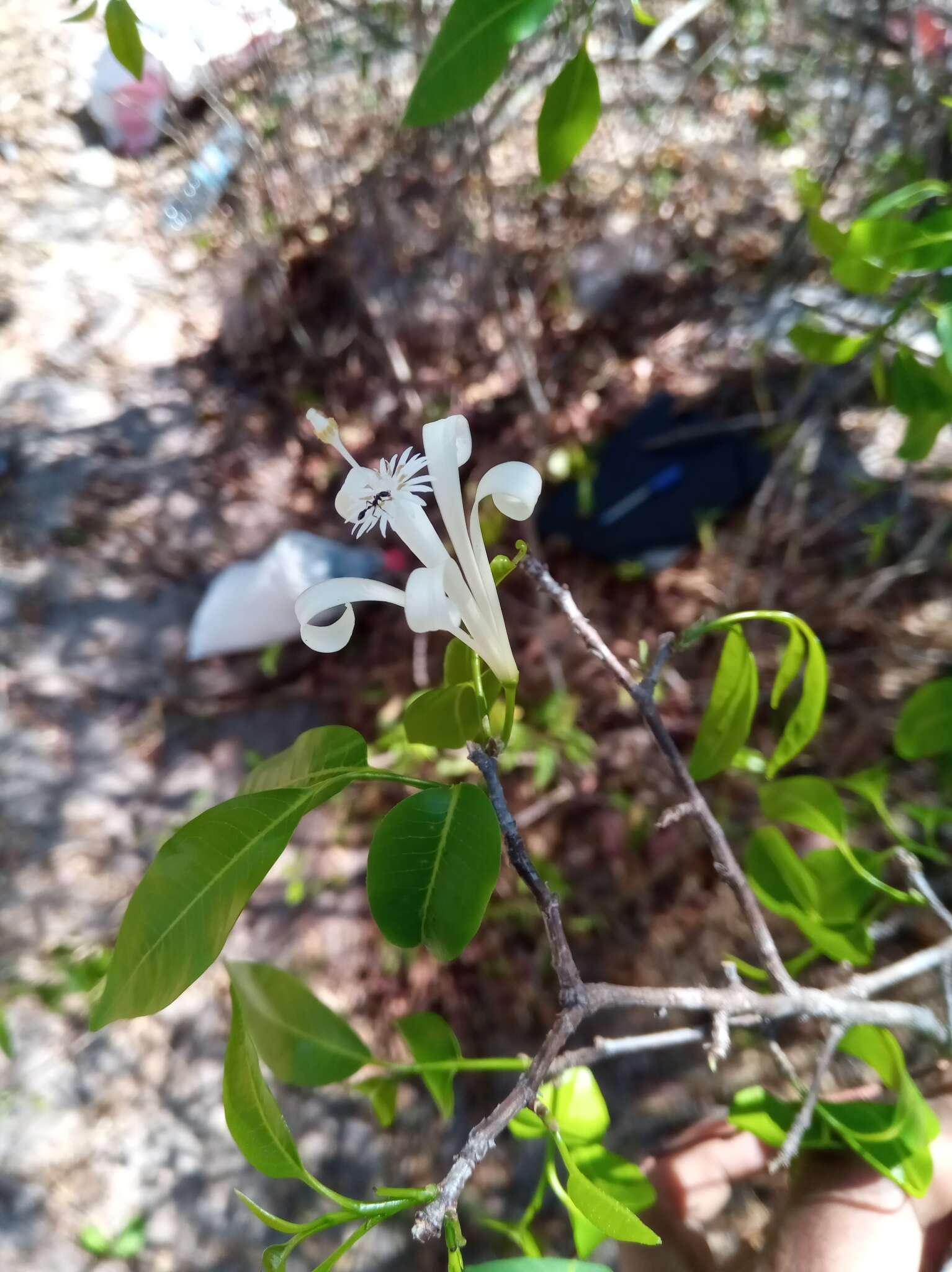 Image of Humbertioturraea malifolia (Baker) M. Cheek