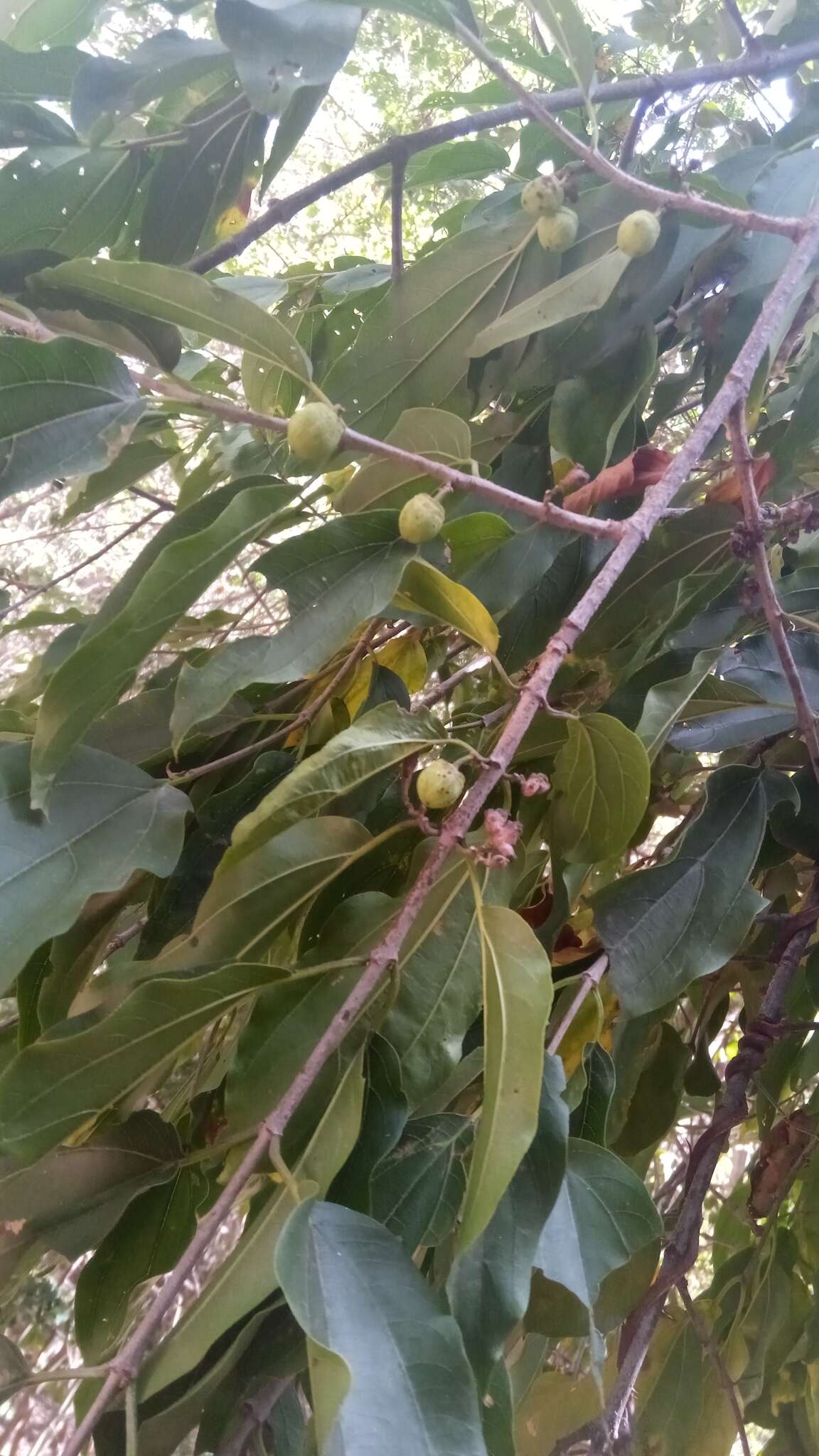 Colubrina decipiens (Baill.) Capuron resmi