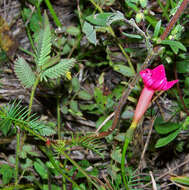 Image of Cypress Vine