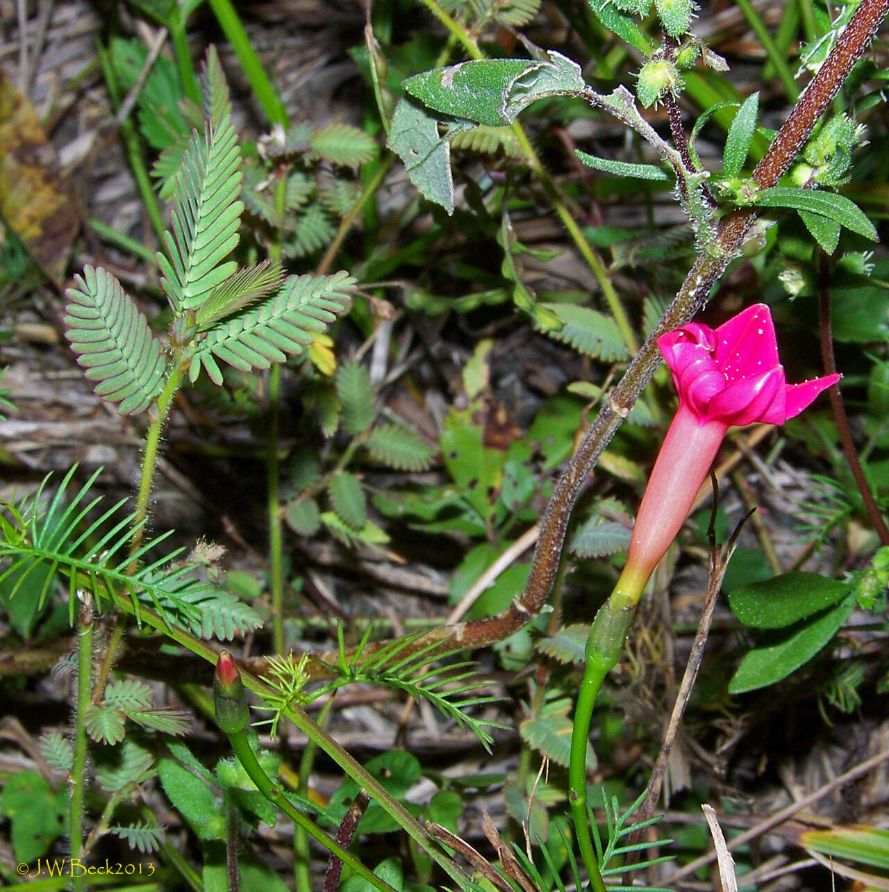 Image of Cypress Vine