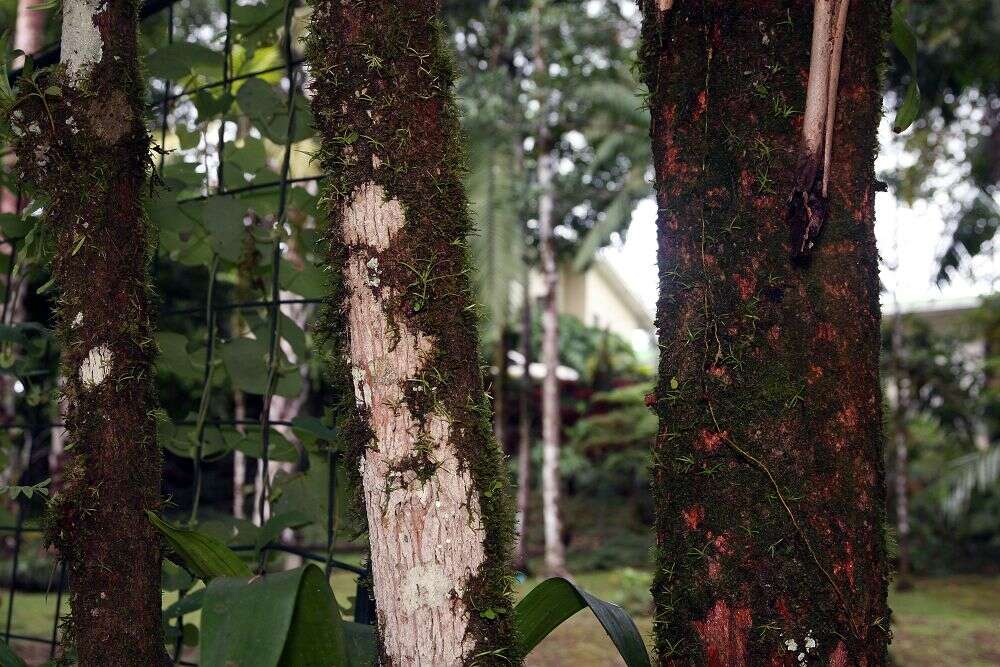 Imagem de Passiflora quadrangularis L.